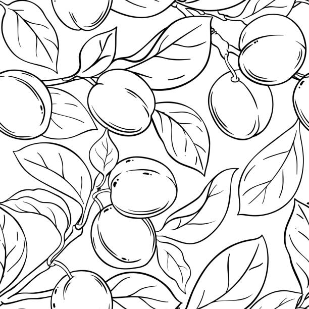 ilustrações, clipart, desenhos animados e ícones de padrão de vetor de ameixa - nectarine