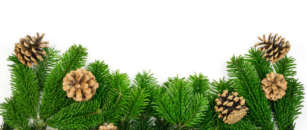 istock Natural green spruce twig isolated on white background 1087174588