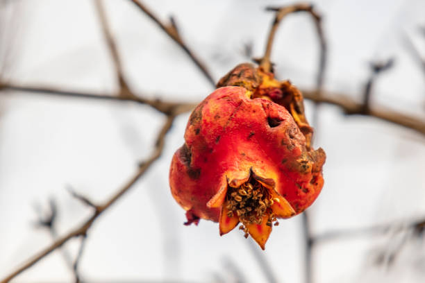 pomegranate rotting on tree branch in nature