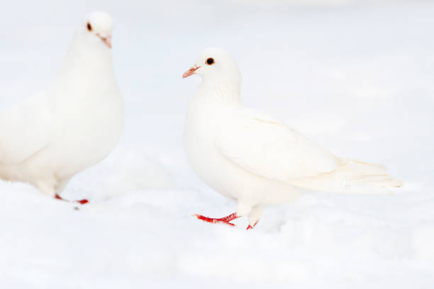 istock white pigeons in the white snow 1087180750