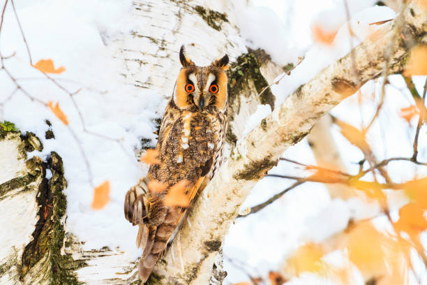 istock owl with big eyes sitting on a tree 1087180768