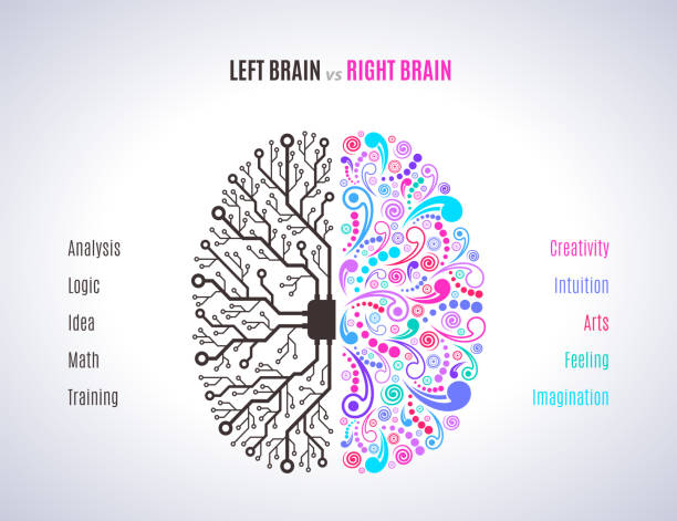 Left Hand Brain System 210+ Left Handed Brain Stock Illustrations, Royalty-Free Vector ...