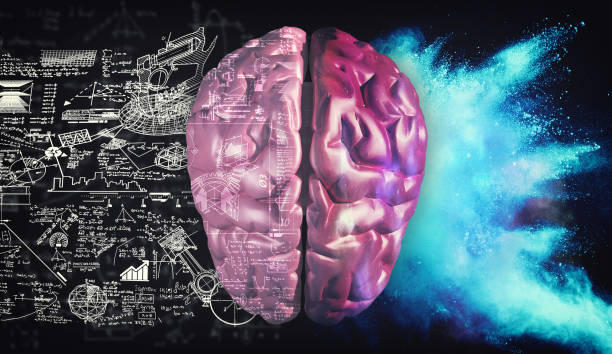 istock Right and left hemisphere of the brain . Creative half and logical half of human mind. 1087185906