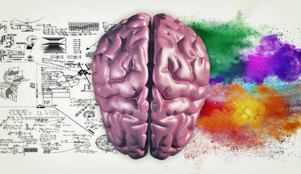 istock Right and left hemisphere of the brain . Creative half and logical half of human mind. 1087185958