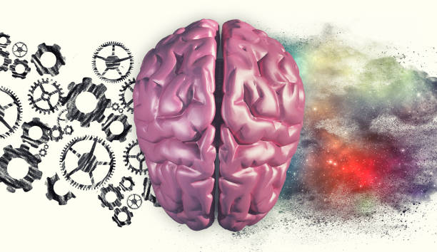 istock Right and left hemisphere of the brain . Creative half and logical half of human mind. 1087185992