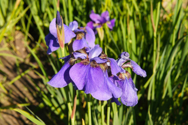 istock Iris sibirica purple flowers with green grass 1087191508