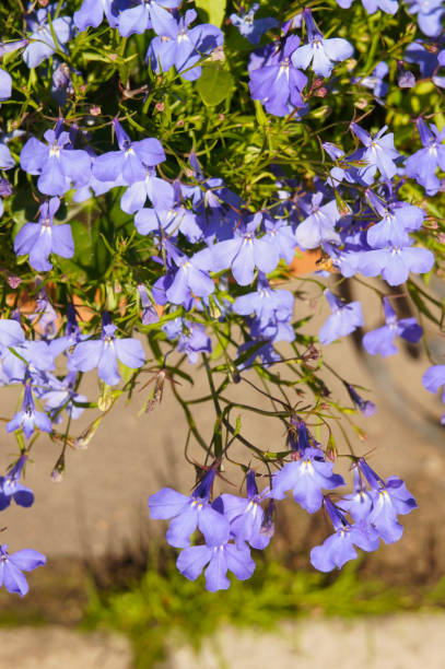 istock Lobelia erinus violet flowers 1087191520