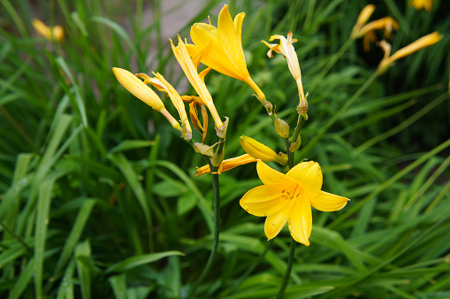 Hemerocallis dumortieri yellow daylilies flowers with green