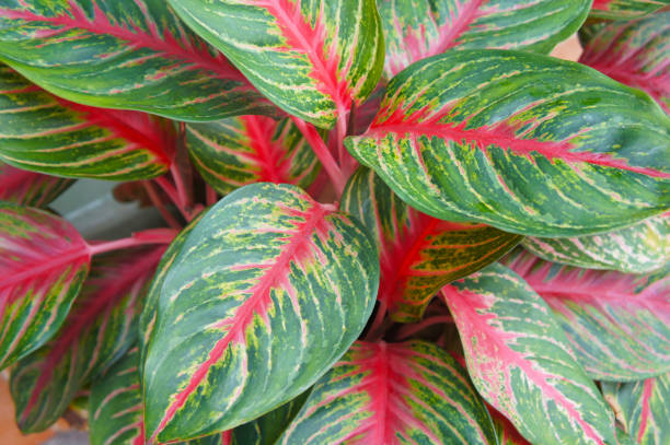 istock Aglaonema red dragon plant foliage background 1087191844