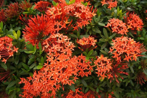istock Ixora dwarf red sunkist many red flowers 1087191894