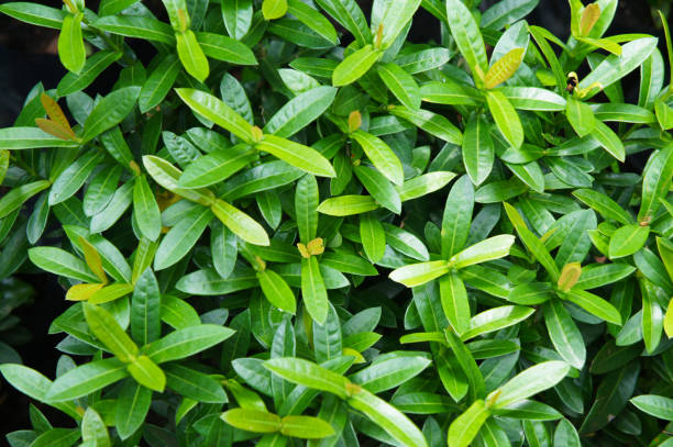 istock Ligustrum or wild privet green foliage background 1087192034
