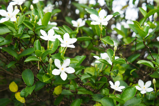 istock Jasmine white flowers with green 1087192116