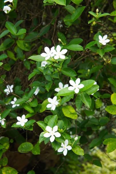 istock Jasmine white flowers with green vertical 1087192218