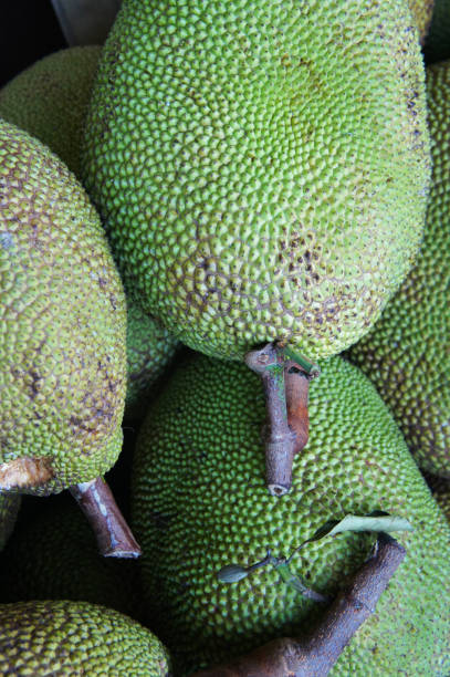 istock Artocarpus heterophyllus or jackfruit green fruits 1087192450