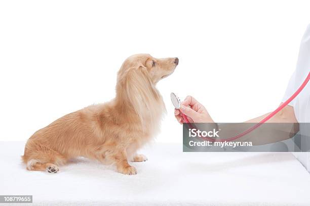 Bassotto - Fotografie stock e altre immagini di Adulto - Adulto, Analizzare, Animale