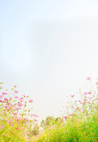 Cosmos flowers field on blue sky background