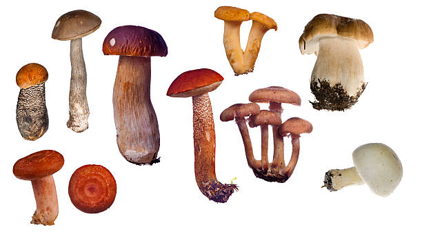 istock set of edible mushrooms 108720682