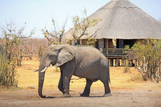 istock Large Bull Elephant walking through a camp with a thatched lodge in the background, Hwange National Park, Zimbabwe 1087207972