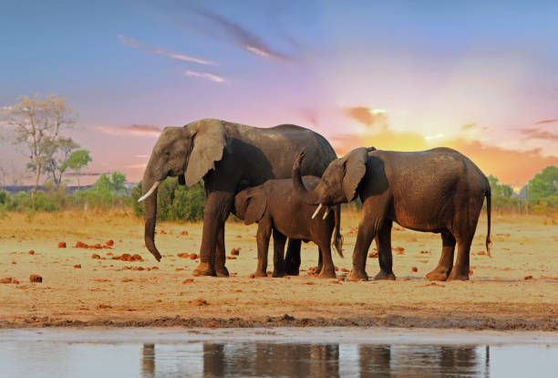 słonie stojące na afrykańskich równinach z ładnym zachodem słońca. park narodowy hwange, zimbabwe - hwange national park zdjęcia i obrazy z banku zdjęć