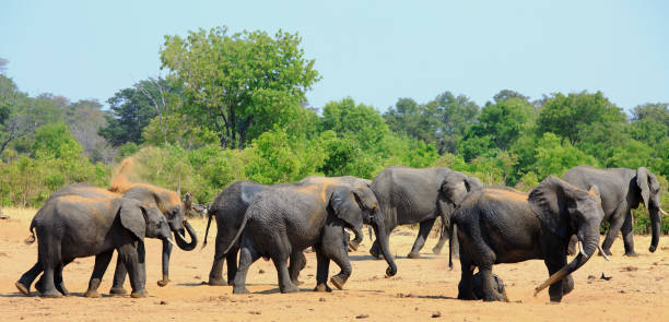 duże stado słoni odkurza się suchym piaskiem, starając się zachować zimną krew, park narodowy hwange, zimbabwe - hwange national park zdjęcia i obrazy z banku zdjęć