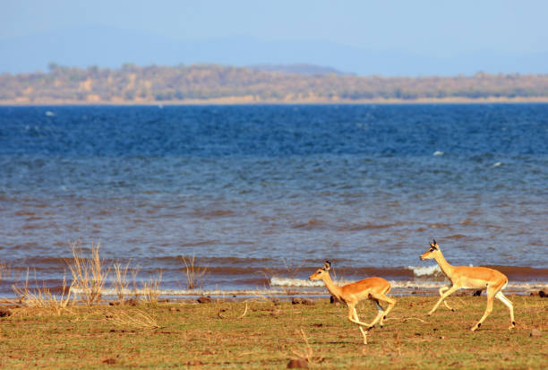 Impala running and jumping on the shoreline next to Lake Kariba, Matusadona National Park stock photo