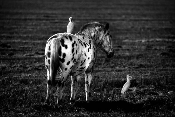 The horse and its egrets oxen
