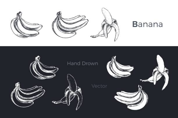 Hand drawn banana icons set isolated on white and black chalk background. Sketch of fruits for packaging and menu design. Vintage vector illustration. Hand drawn bananas. Fruits sketch vector set banana drawings stock illustrations