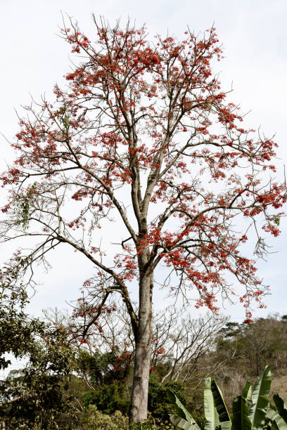 istock Mulungu Flower Erythrina 1087214330