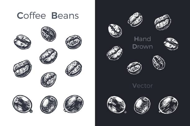 handgezeichnete kaffeebohnen icons set auf weiße und schwarze kreide hintergrund isoliert. skizze von früchten für verpackungen und menü-design. vintage vektor-illustration. - coffee aromatherapy black black coffee stock-grafiken, -clipart, -cartoons und -symbole