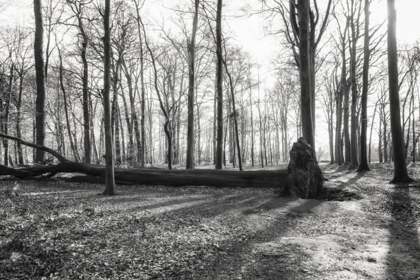 istock Black and white photo of a fallen tree in the forest 1087214526