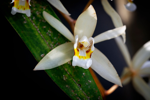 Macrophotography of Orchid flower in the nature