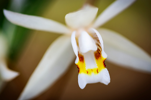 Macrophotography of Orchid flower in the nature