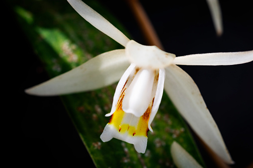 Macrophotography of Orchid flower in the nature