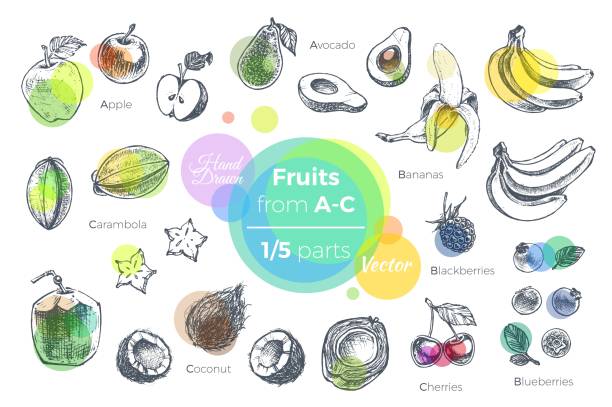 ilustraciones, imágenes clip art, dibujos animados e iconos de stock de frutas set de vector dibujado a mano. dibujos de frutas tropicales de la a la c para el diseño de paquetes de jugo y licuados recetas. 1 de 5 partes - backgrounds banana berry fruit blended drink