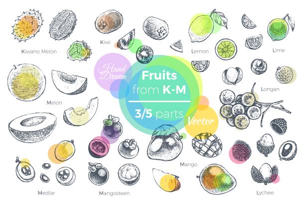 illustrations, cliparts, dessins animés et icônes de fruits set vector dessinés à la main. croquis des fruits tropicaux de k à m pour la conception des emballages de jus et recettes smoothie. 3 des 5 pièces - kawani fruit