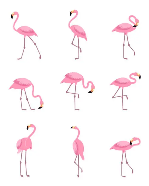 Vector illustration of Tropical greater flamingo