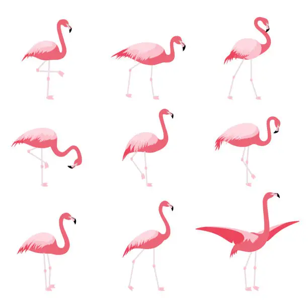 Vector illustration of Set of isolated pink flamingoes