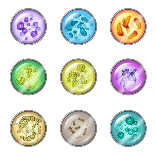 illustrazioni stock, clip art, cartoni animati e icone di tendenza di piastre con batteri - petri dish bacterium cell virus