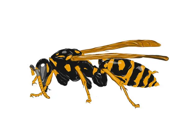 Vector illustration of wasp side view with an transparent background