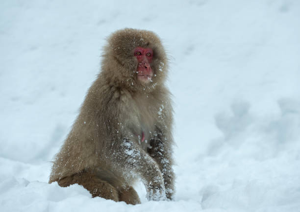 istock Japanese macaque on the snow. 1087218820