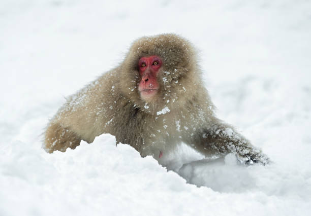 istock Japanese macaque on the snow. 1087219682