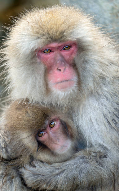 istock Japanese macaque and cub. 1087221388