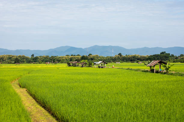 istock green rice field with cottages and peaceful atmosphere 1087221614