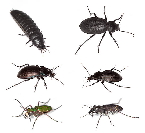 european ground beetles - 班蝥 圖片 個照片及圖片檔