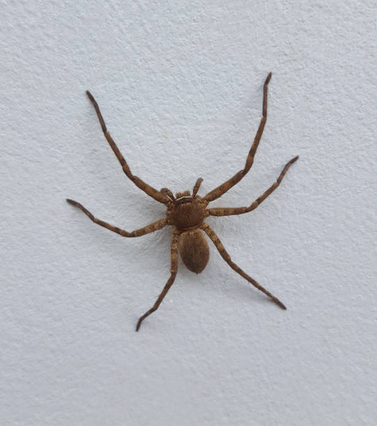 istock One spider isolated on cement floor background 1087221678