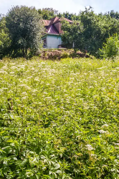 Field full of blooming Pimpinella Saxifraga or burnet-saxifrage plant with country village house