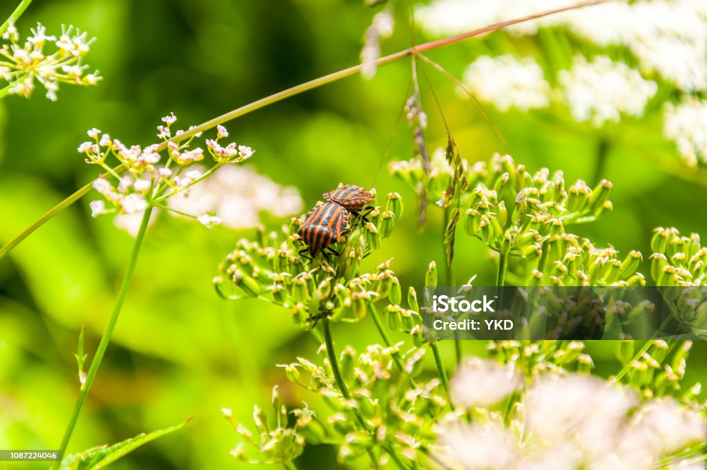 Kaksi punaista mustaksi maalattua ötökkää pariksi kukkivaan Pimpinella-kukkaan. - Rojaltivapaa avainsanalla Aistihavainto ja tyyppiä Kuvapankin valokuva Kaksi punaista mustaksi maalattua ötökkää pariksi kukkivaan Pimpinella-kukkaan. - Rojaltivapaa avainsanalla Aistihavainto ja tyyppiä Kuvapankin valokuva