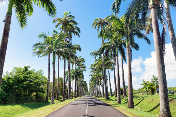 Capesterre Belle eau, Guadeloupe, French West Indies, famous royal palm( roystonea regia )fringed road named  Dumanoir alley. Capesterre Belle eau, Guadeloupe, French West Indies, famous royal palm( roystonea regia )fringed road named  Dumanoir alley. avenue stock pictures, royalty-free photos & images