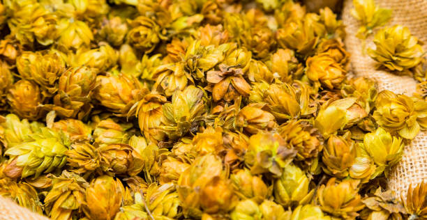 istock Close up Dried Hops in a sack for brewing beer 1087227758