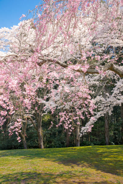 istock Spring Pink Cherry Blossoms with Blue Sky Background 1087229454